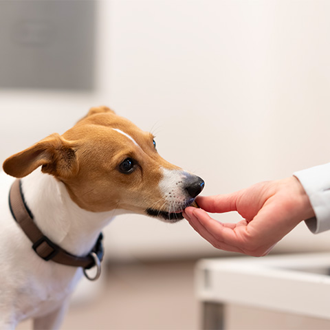 Kleiner Hund erhält eine Belohnung nach der Behandlung