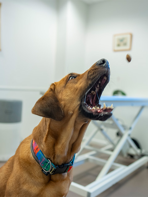 Hund fängt ein Leckerli in der Luft