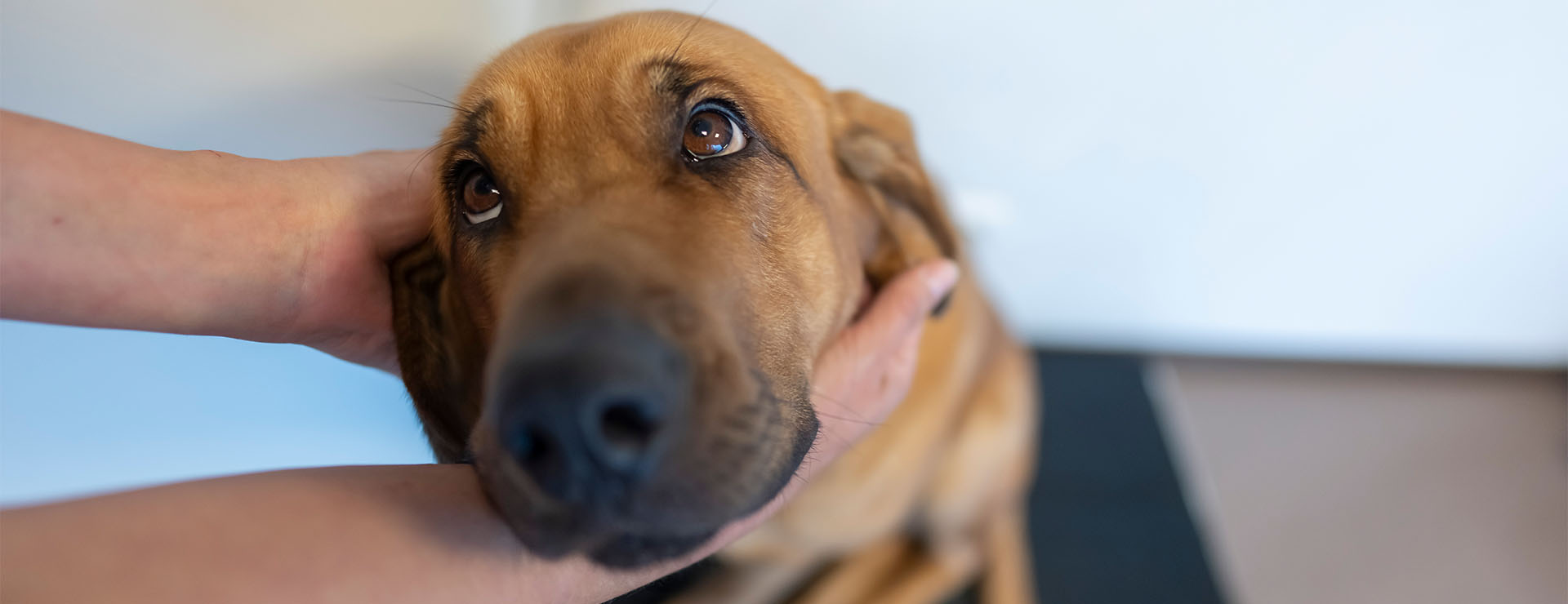 Erwartungsvoller Hundeblick