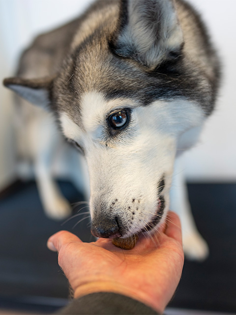 Husky bekommt ein Leckerli