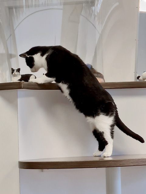 Katze schnüffelt an einer Katzenfigur am Empfang