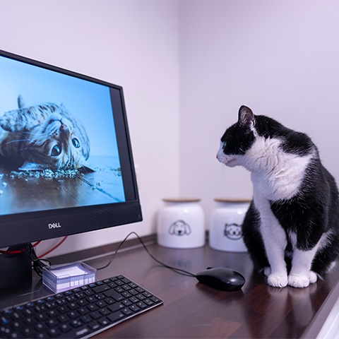 Katze erkennt auf dem Bildschirm ein Katzenfoto