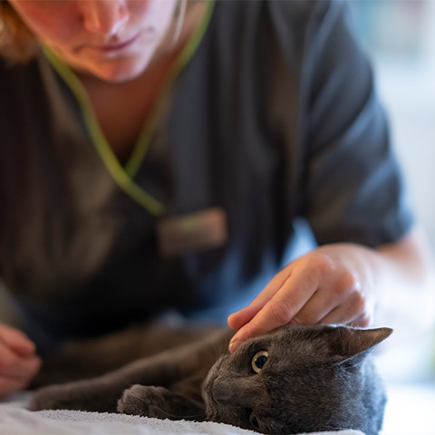 Untersuchung einer Katze in der Kleintierpraxis Windisch
