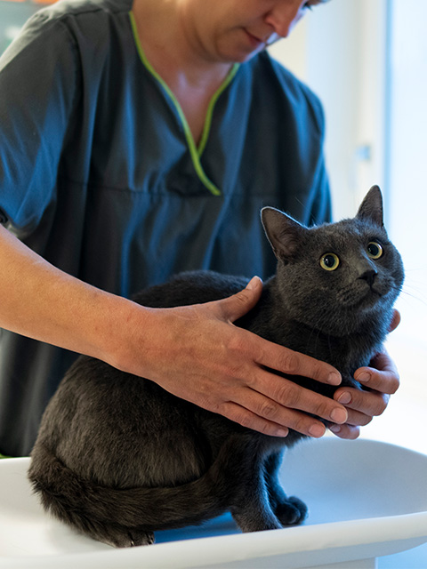 Behutsame Untersuchung einer Katze